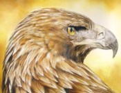 Detail from Eagle-eyed by John Mark Long: www.propheticartists.com